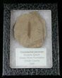 Fossil Caesalpinia Leaf - Green River Formation #16318-2